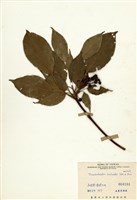 藏品(昆欄樹)的圖片